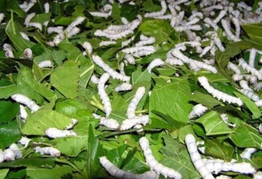 Nuôi Tằm
