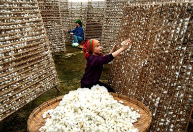 Nuôi Tằm Lên Kén